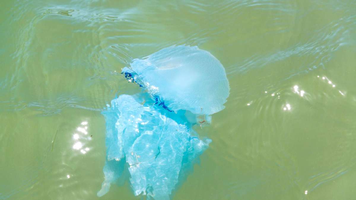 Сезон медуз в Дубае и ОАЭ — когда?