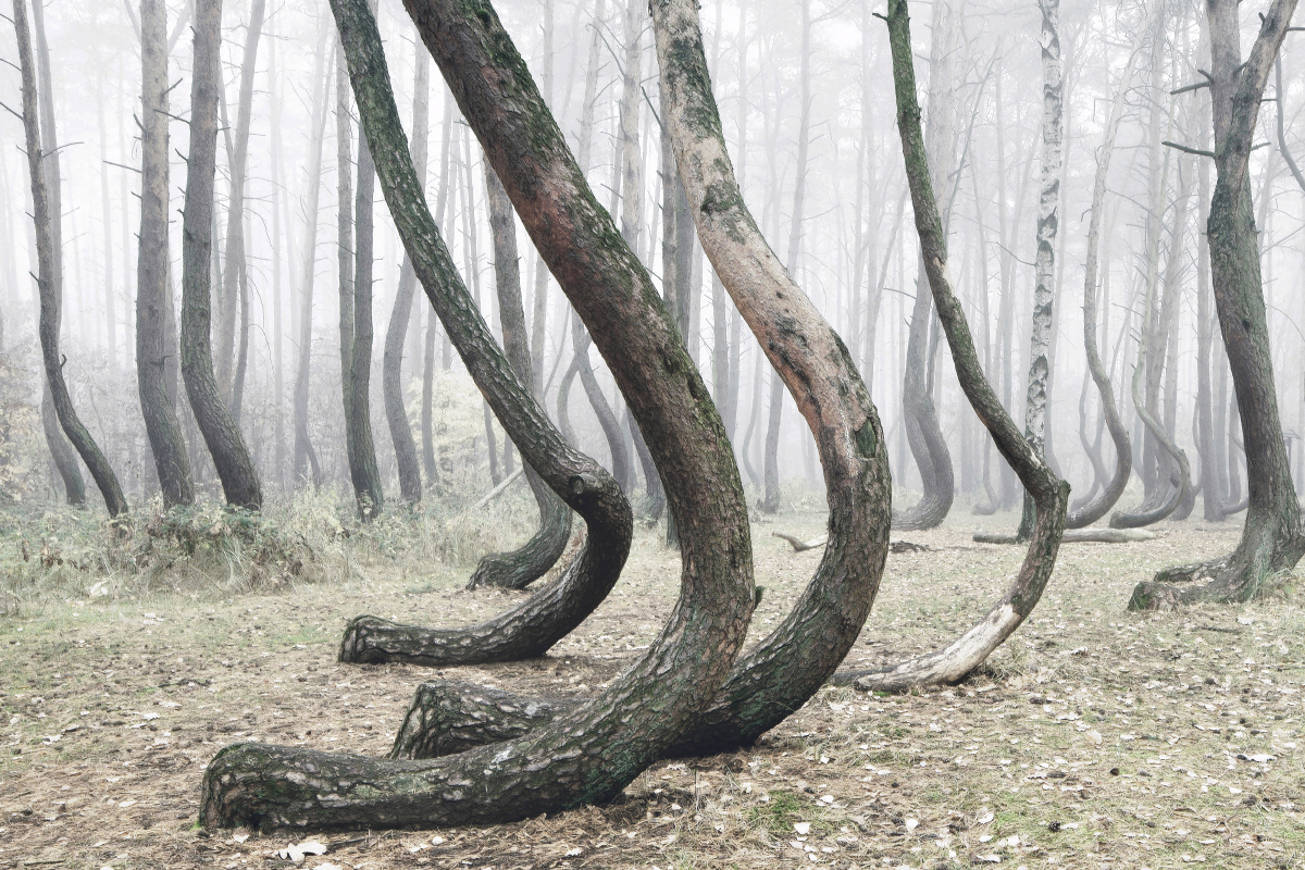 Кривой лес в Польше — неподалёку от  деревни Грыфино