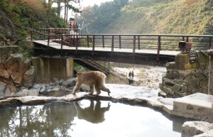 Парк обезьян Джигокудани — где находится, фото, как добраться