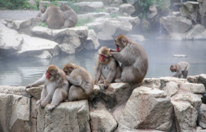 Парк обезьян Джигокудани — где находится, фото, как добраться