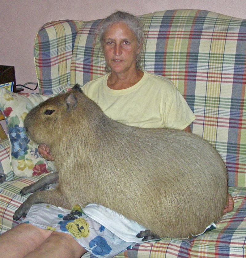 Домашняя Капибара — огромный хомяк весом от 35 до 65 кг | фото