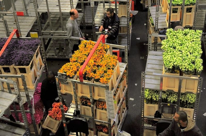 Цветочный аукцион в Нидерландах