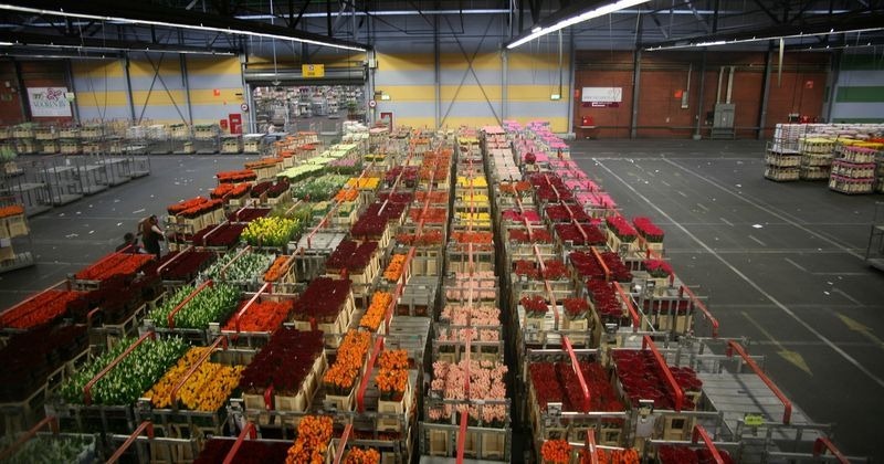 Цветочный аукцион в Нидерландах