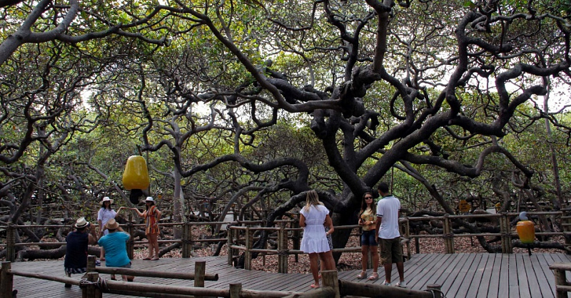 Самое крупное и необычное дерево Южной Америки