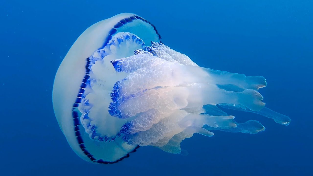Сезон медуз на Азовском море — когда? | фото и видео