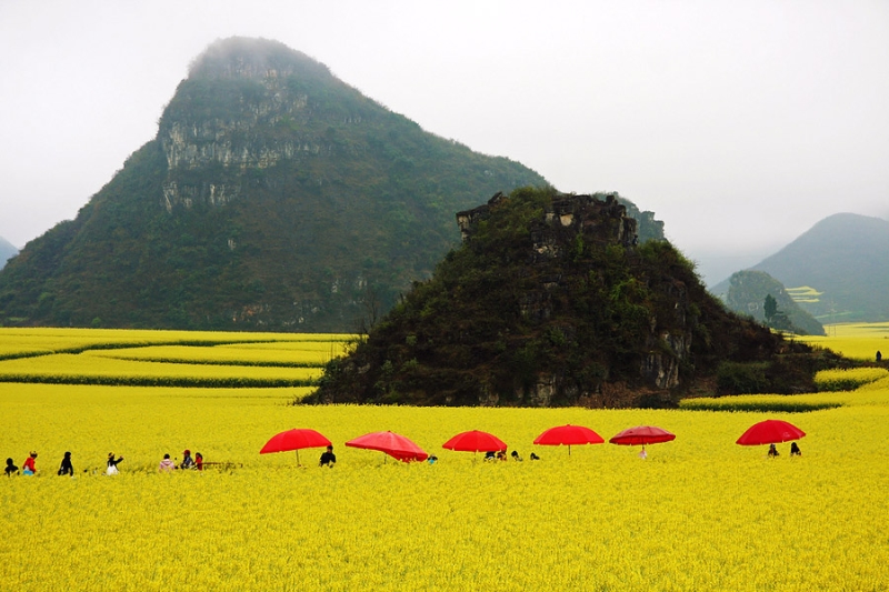 Рапсовые поля и побережье Ляохе на флаге Китая 