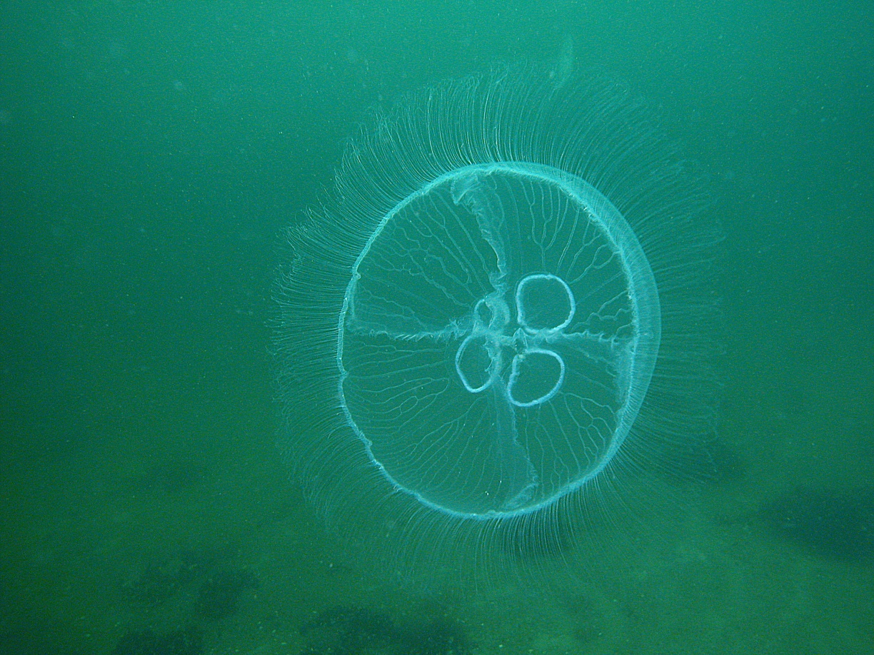 Сезон медуз в Анапе — когда они появляются?