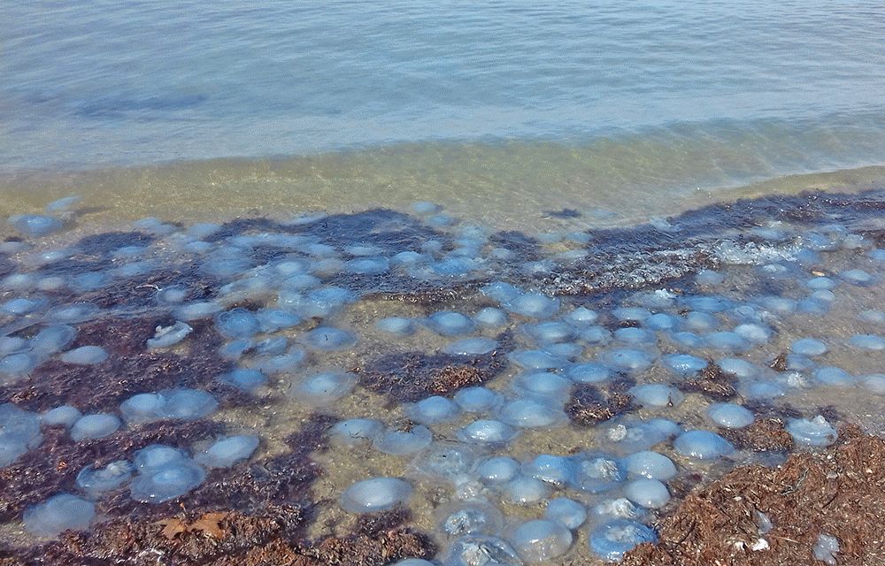 Сезон медуз в Анапе — когда они появляются?