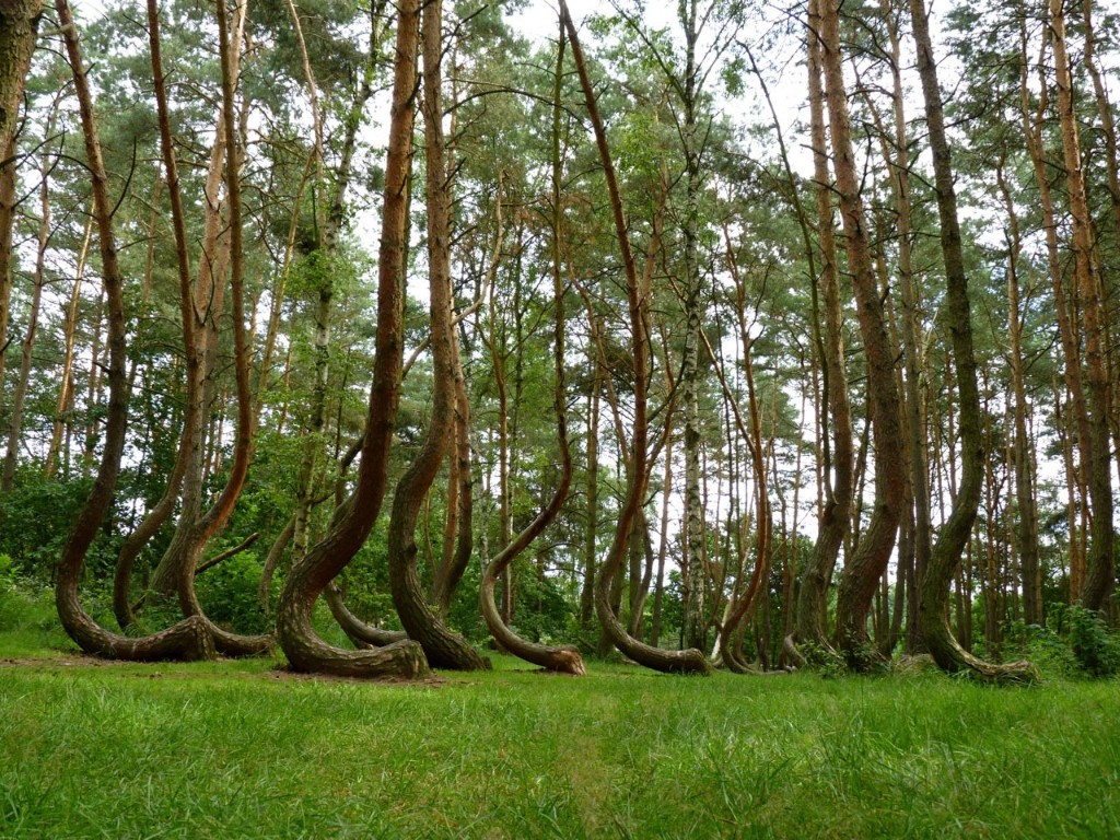 Кривой лес в Польше — неподалёку от  деревни Грыфино