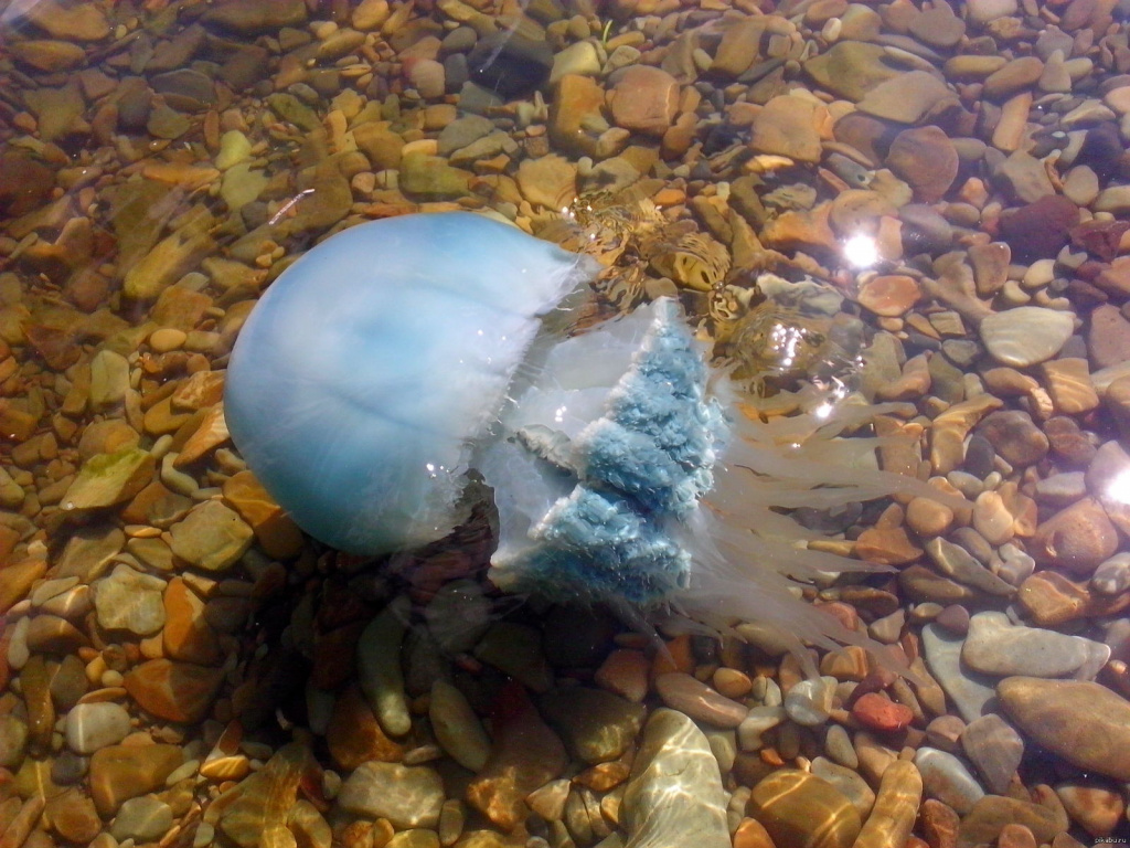 Медузы в Израиле  – в какой сезон их можно встретить?