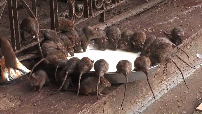 Карни-Мата: Храм Крыс в Раджастхане | Индия