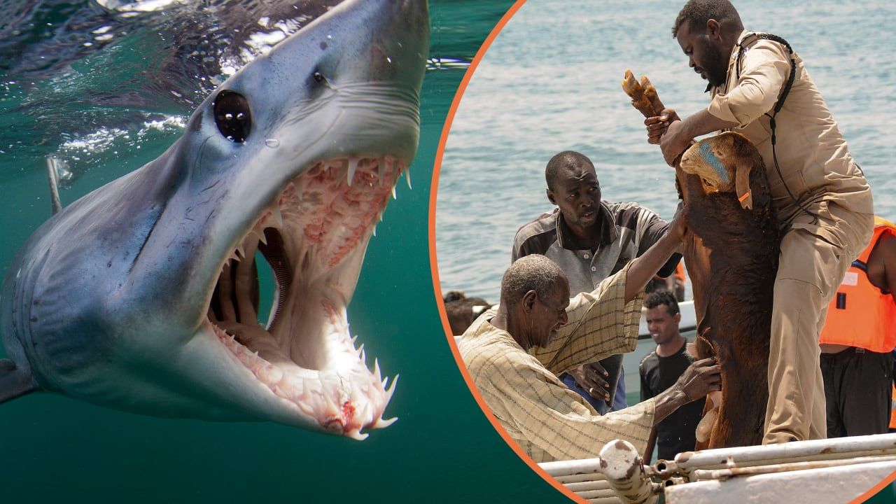 Из-за нападений акул на пляжах Египта усилены меры безопасности